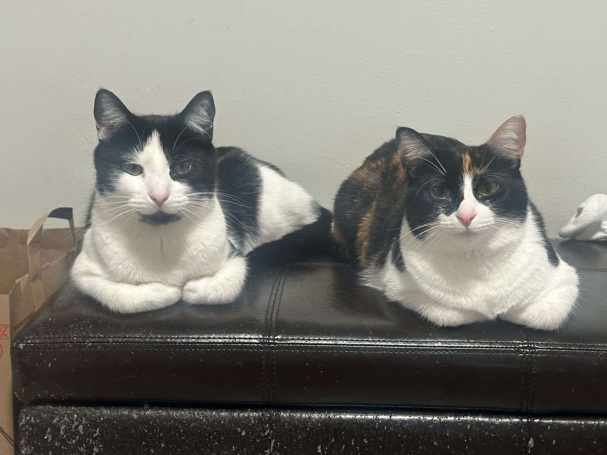 George Costanza & Bryn Meow
